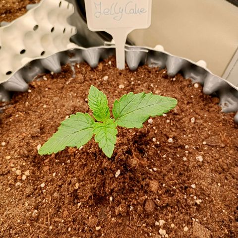 Jelly Cake  growlog timeline photo