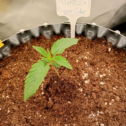 Runtz x Layer Cake growlog timeline photo