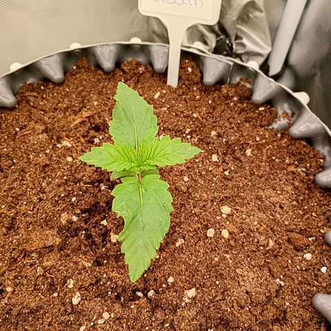Growlog-Zeitleistenfoto von Enemyâ€™s Dream