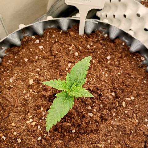 Pineapple Kush growlog timeline photo