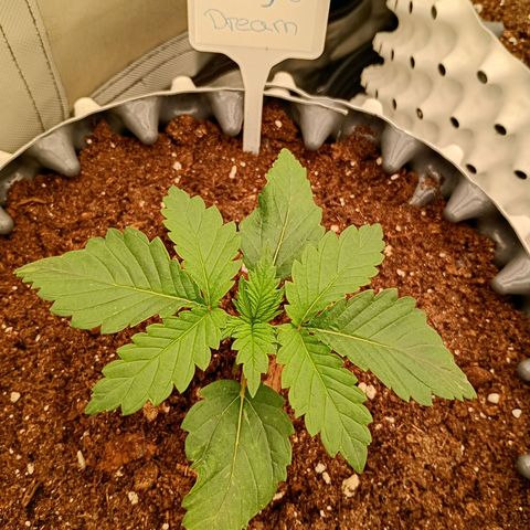 Growlog-Zeitleistenfoto von Enemyâ€™s Dream