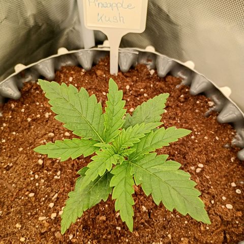 Pineapple Kush growlog timeline photo
