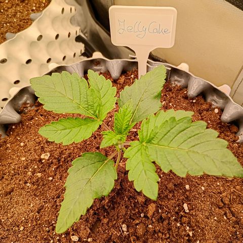 Jelly Cake  growlog timeline photo