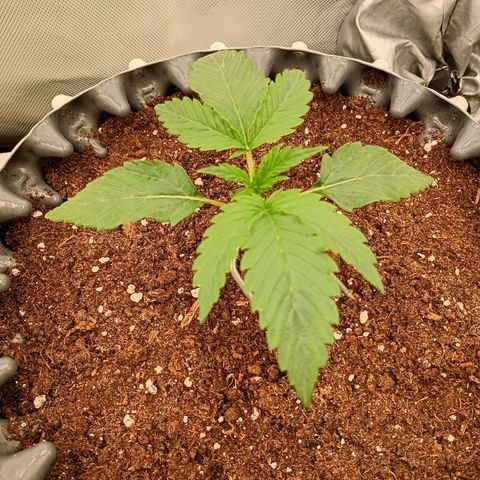Runtz x Layer Cake growlog timeline photo
