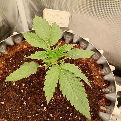 Runtz x Layer Cake growlog timeline photo