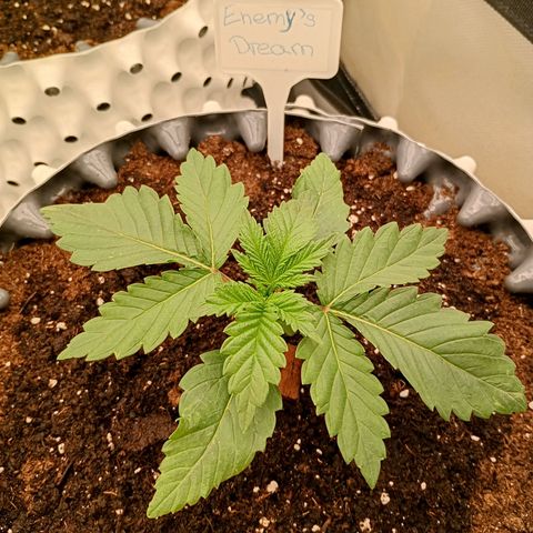 Growlog-Zeitleistenfoto von Enemyâ€™s Dream