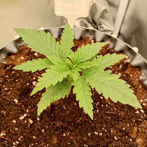 Pineapple Kush growlog timeline photo