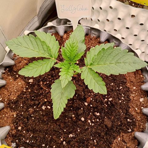 Jelly Cake  growlog timeline photo