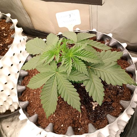 Growlog-Zeitleistenfoto von Enemyâ€™s Dream