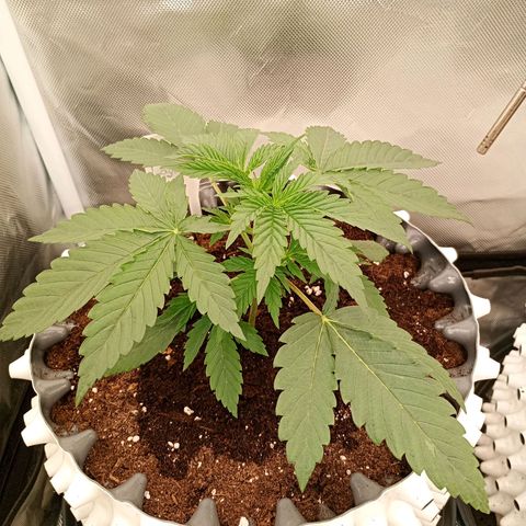 Runtz x Layer Cake growlog timeline photo