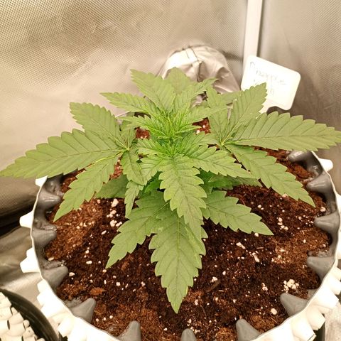 Pineapple Kush growlog timeline photo