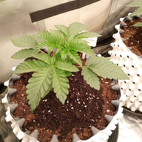 Jelly Cake  growlog timeline photo