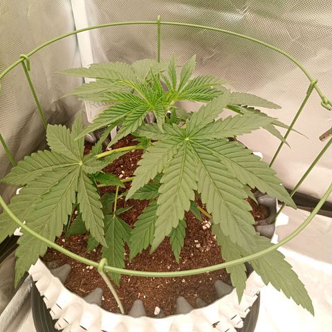 Runtz x Layer Cake growlog timeline photo