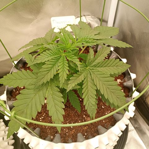 Pineapple Kush growlog timeline photo
