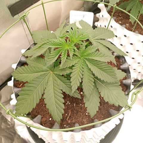 Growlog-Zeitleistenfoto von Enemyâ€™s Dream