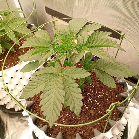 Jelly Cake  growlog timeline photo