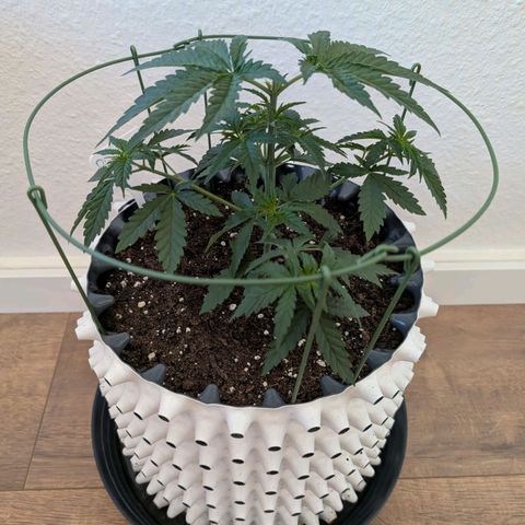 Pineapple Kush growlog photo: Entlaubung 
+
Topping