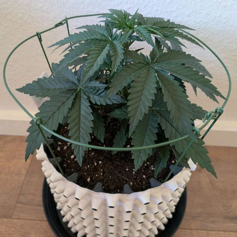 Pineapple Kush growlog photo: Entlaubung 
+
Topping