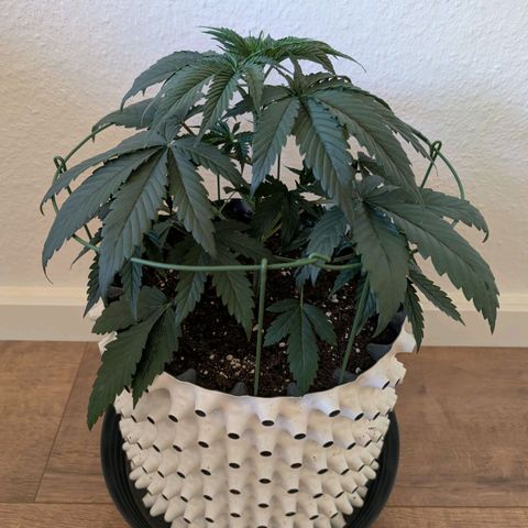 Runtz x Layer Cake growlog photo: Entlaubung 
+
Topping
