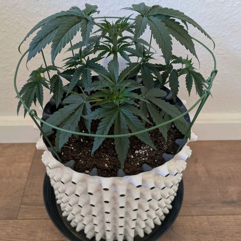 Runtz x Layer Cake growlog photo: Entlaubung 
+
Topping