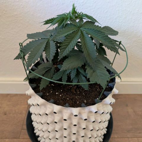 Growlog-Foto von Enemyâ€™s Dream: Entlaubung
+
Topping