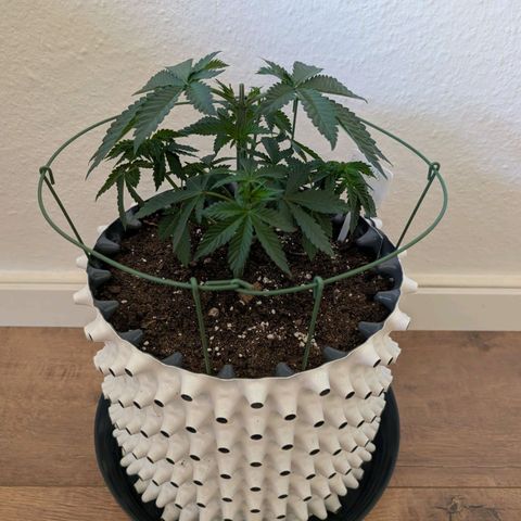 Growlog-Foto von Enemyâ€™s Dream: Entlaubung 
+
Topping