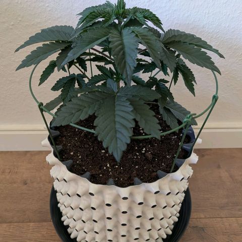 Jelly Cake  growlog photo: Entlaubung 
+
Topping 