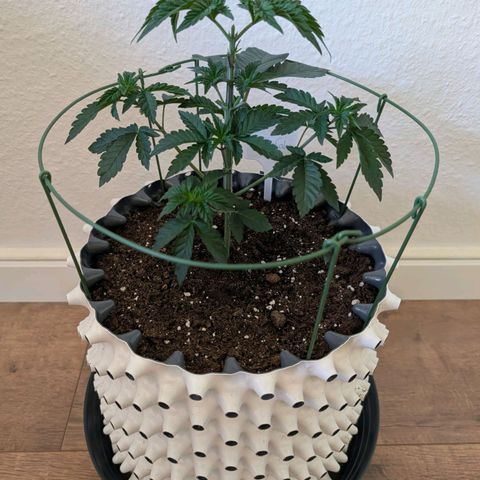 Jelly Cake  growlog photo: Entlaubung 
+
Topping 