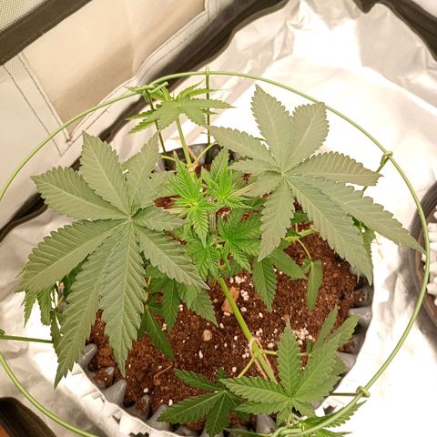 Growlog-Zeitleistenfoto von Enemyâ€™s Dream