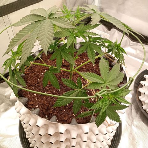 Growlog-Zeitleistenfoto von Enemyâ€™s Dream