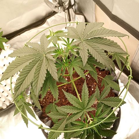 Runtz x Layer Cake growlog timeline photo