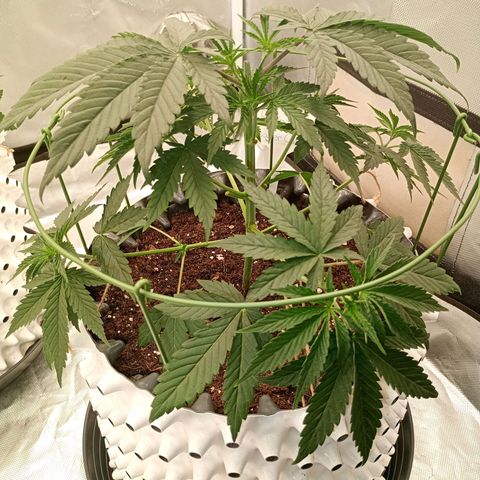 Runtz x Layer Cake growlog timeline photo