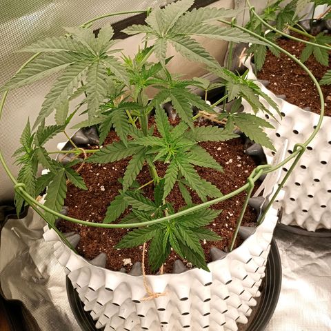 Pineapple Kush growlog timeline photo