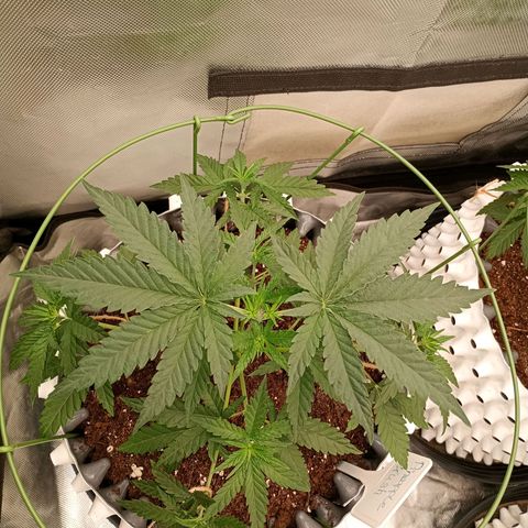 Pineapple Kush growlog timeline photo