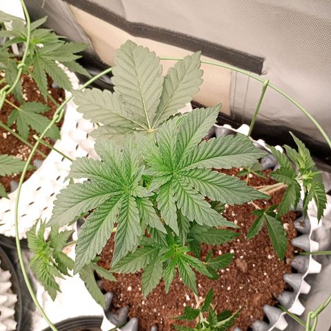 Jelly Cake  growlog timeline photo