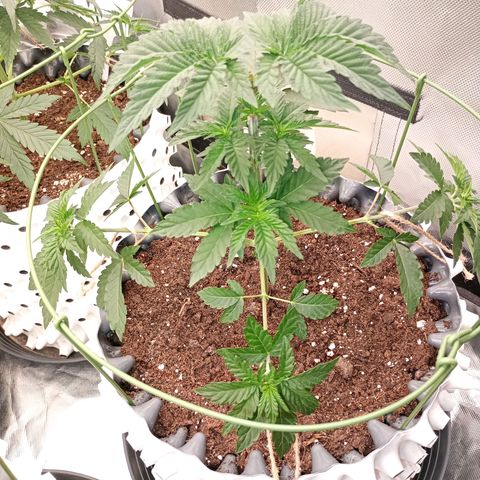 Jelly Cake  growlog timeline photo