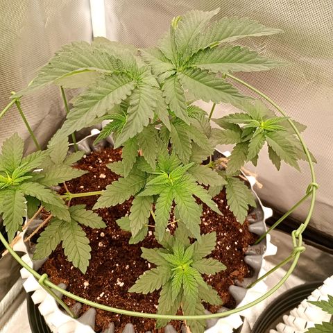 Jelly Cake  growlog timeline photo