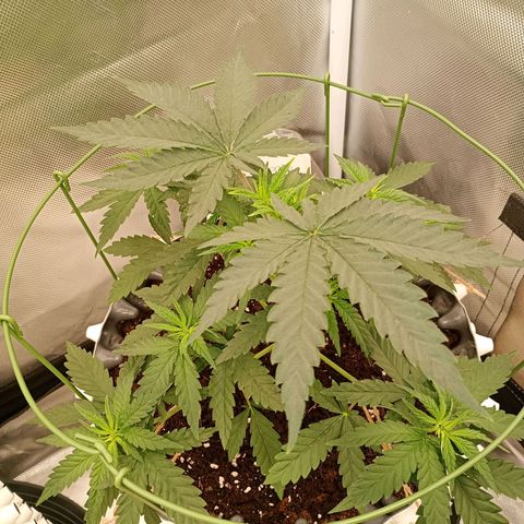 Pineapple Kush growlog timeline photo
