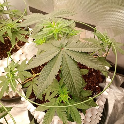Growlog-Zeitleistenfoto von Enemyâ€™s Dream