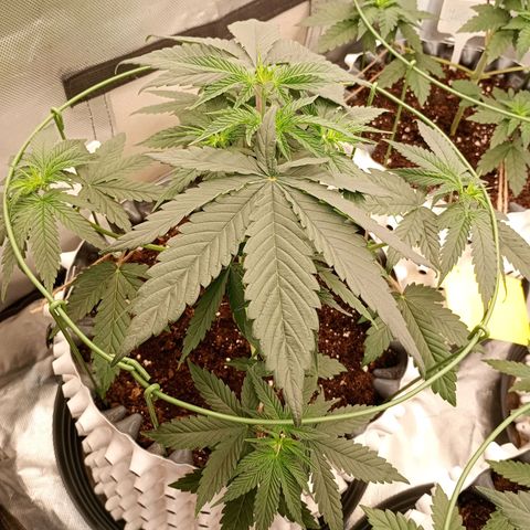 Runtz x Layer Cake growlog timeline photo