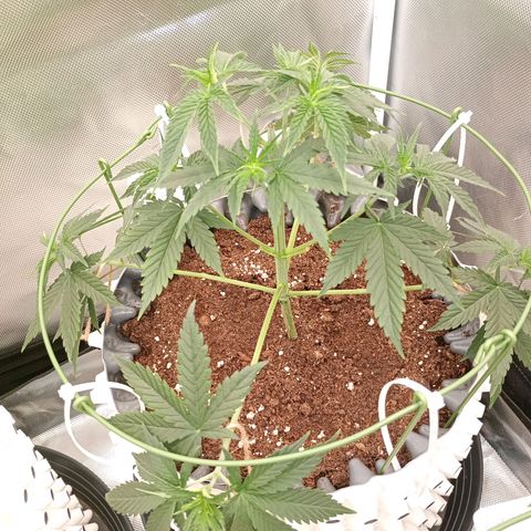 Runtz x Layer Cake growlog timeline photo