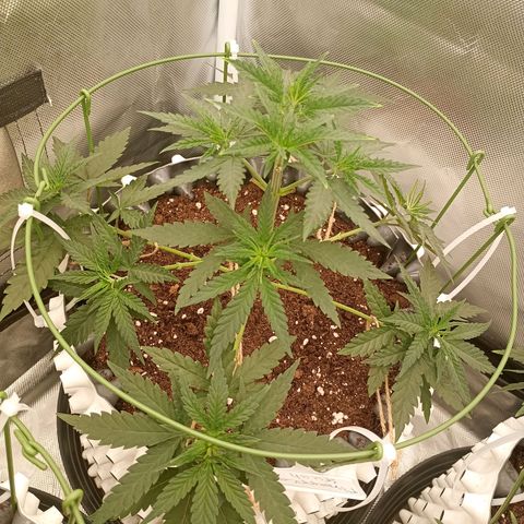 Pineapple Kush growlog timeline photo