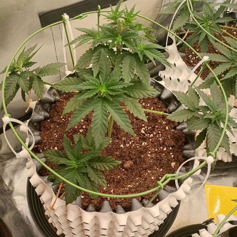 Jelly Cake  growlog timeline photo
