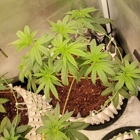 Runtz x Layer Cake growlog timeline photo
