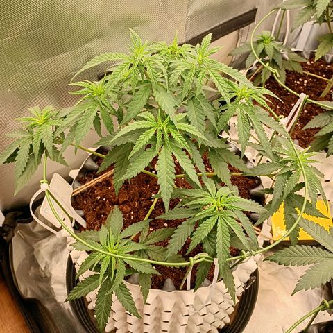 Pineapple Kush growlog timeline photo