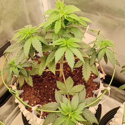 Jelly Cake  growlog timeline photo