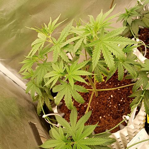Runtz x Layer Cake growlog photo: Erholt sich von dem Aufnahmestop 