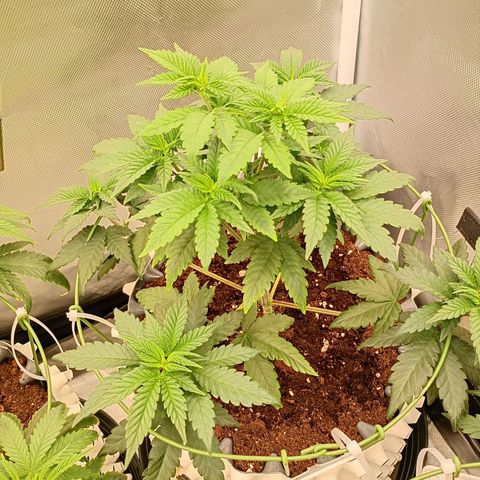 Jelly Cake  growlog timeline photo