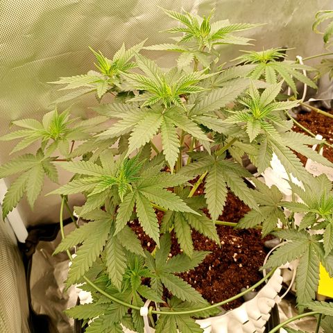 Growlog-Zeitleistenfoto von Enemyâ€™s Dream