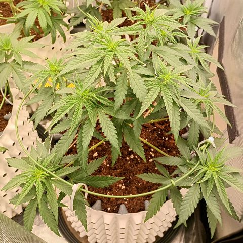 Pineapple Kush growlog timeline photo